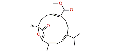 Sarelengan C